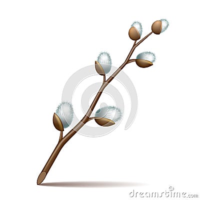 Spring twigs easter blossom pussy willow tree Vector Illustration