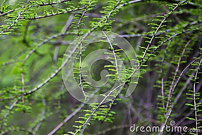 Spring twigs with green leaves Stock Photo