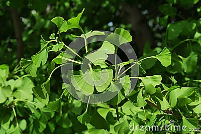Spring twin lobed green leaves of Gingko Biloba tree Stock Photo