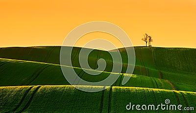 Spring undulating field during sunrise Stock Photo