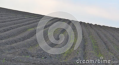 Spring undulating fields Stock Photo