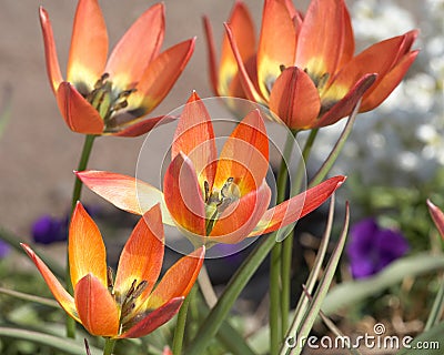 Spring variety carroty tulips Stock Photo