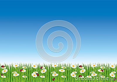 Spring vector wallpaper with blue sky and fresh green grass. Ladybugs and daisies. Vector Illustration