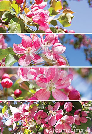 Spring vertical collage with blooming apple flowers Stock Photo