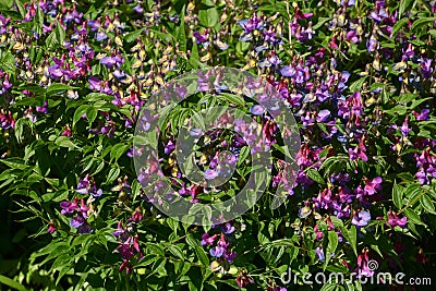 Spring vetch flowers as spring background Stock Photo