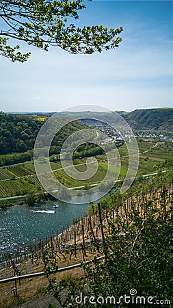 Spring view of Moselle River valley,Germany,Europe,from Moseltal bridge viewpoint.Sunny vertical landscape,vineyards Stock Photo