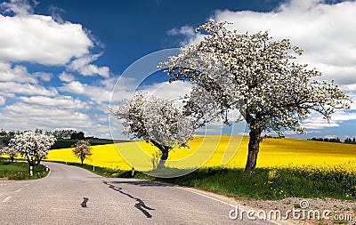 Spring view of road with alley Stock Photo