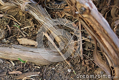 Spring vine roots 19624 Stock Photo