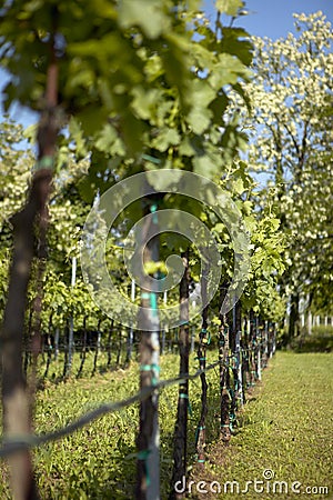 Spring vineyard Stock Photo