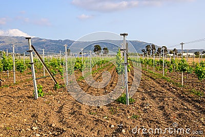 Spring vineyards in Greece. Kos island, Stock Photo