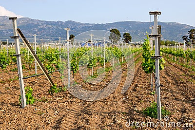 Spring vineyards in Greece. Kos island Stock Photo