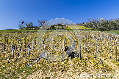 Spring vineyards near Beaune, Burgundy, France Stock Photo