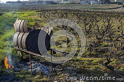 Spring vineyards near Givry, Burgundy, France Stock Photo