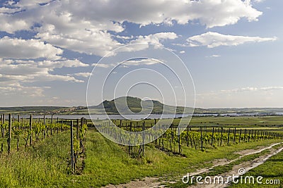 Spring vineyards under Palava near Sonberk, South Moravia, Czech Republic Stock Photo