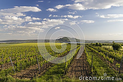 Spring vineyards under Palava near Sonberk, South Moravia, Czech Republic Stock Photo