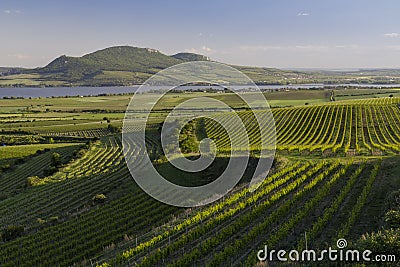 Spring vineyards under Palava near Sonberk, South Moravia, Czech Republic Stock Photo