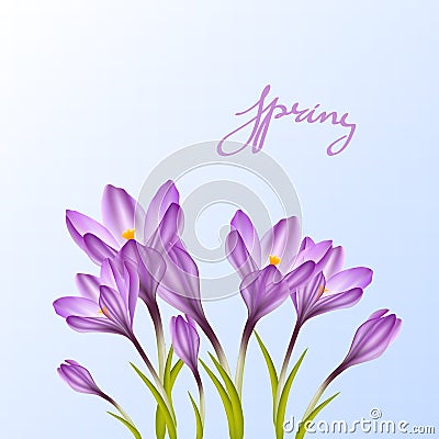 Spring violet crocuses on white Vector Illustration