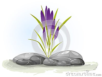 Spring violet crocuses on white. Floral nature spring background. illustration crocus flower. Flowers growing on stones. Vector Illustration