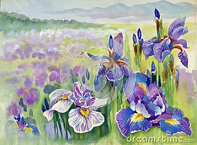 Spring violet flowers on mountain Stock Photo