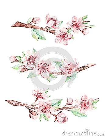 Spring watercolor illustration. Sakura bloom. Cherry. Botanical branches with pink flowers and leaves. Floral blossom elements. Cartoon Illustration