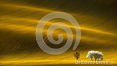 Spring Wavy Yellow Rapeseed Field With White Tree And Wavy Abstract Landscape Pattern Stock Photo