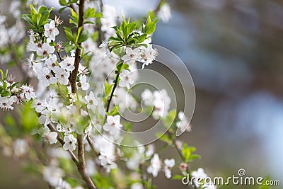 Spring white flower and sun Stock Photo