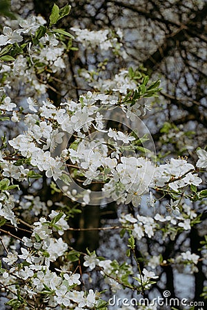 Spring white cherry blossoms on the sky Stock Photo