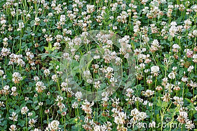 Spring white clover field Stock Photo