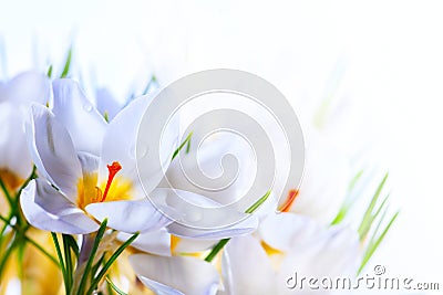 Spring White crocus Flowers on white background Stock Photo