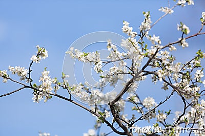 Spring white flower and sun Stock Photo