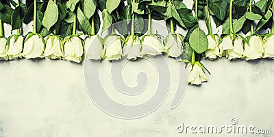 Spring white roses, gray background, top view Stock Photo