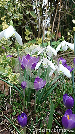 Spring white snowdrops purple crocuses Stock Photo