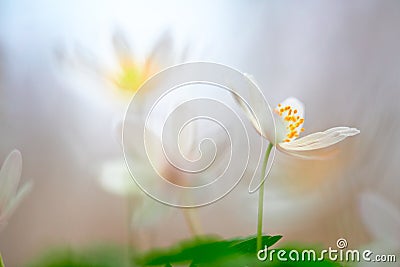 Spring white wild flower dream Stock Photo