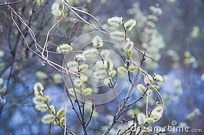 Spring white willow tree in bloom Stock Photo