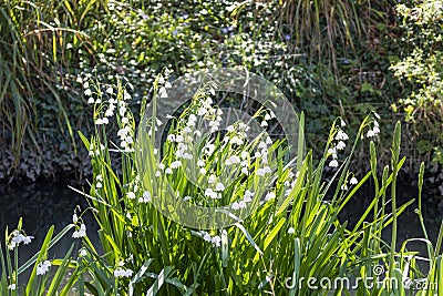 Whiteflower LeucÃ³jum vernum Stock Photo