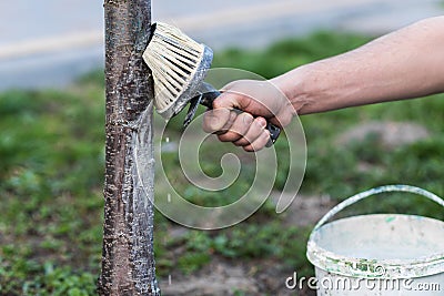 Spring whitewashing of trees. Protection from sun and pests. Ukraine Stock Photo