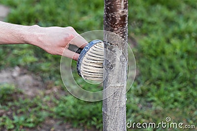 Spring whitewashing of trees. Protection from sun and pests. Ukraine Stock Photo