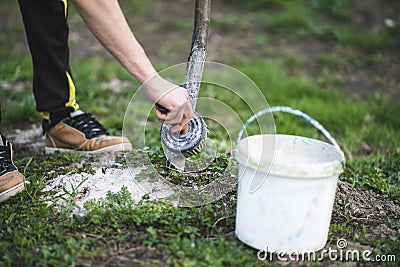 Spring whitewashing of trees. Protection from sun and pests. Ukraine Stock Photo