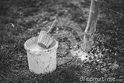 Spring whitewashing of trees. Protection from sun and pests. Ukraine Stock Photo