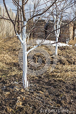 Spring whitewashing of young apple trees Stock Photo