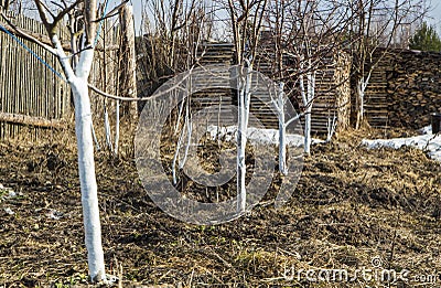 Spring whitewashing of young apple trees Stock Photo