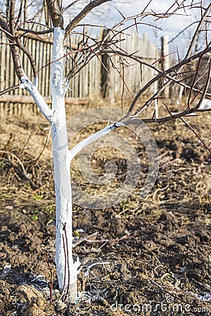 Spring whitewashing of young apple trees Stock Photo