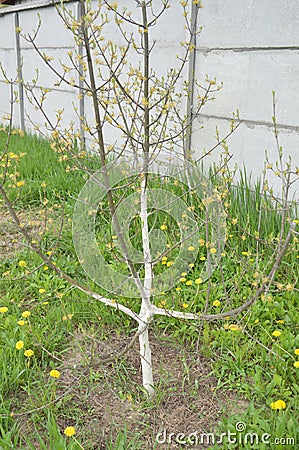 Spring whitewashing of young trees in the garden Stock Photo