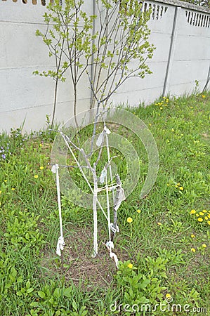 Spring whitewashing of young trees in the garden Stock Photo