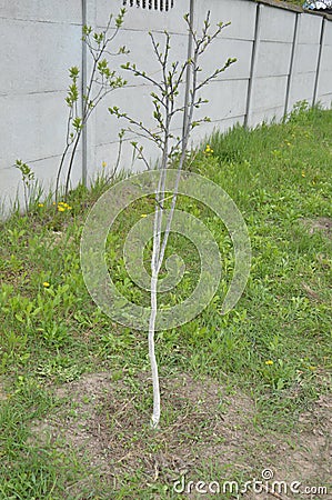 Spring whitewashing of young trees in the garden Stock Photo