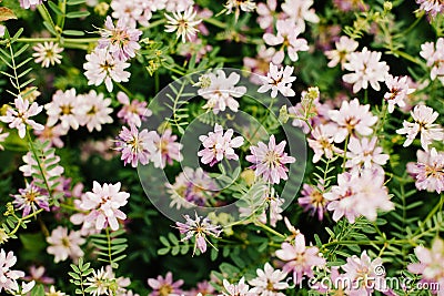 Spring wild flower background. Stock Photo