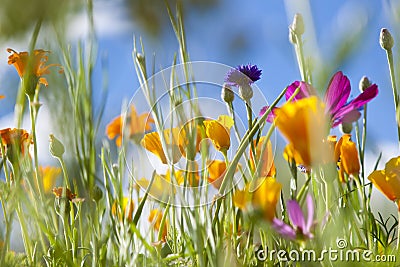 Spring Wild Flowers Stock Photo