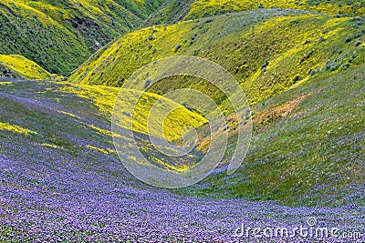 Spring Wildflower in Carrizo Plain National Monument Stock Photo