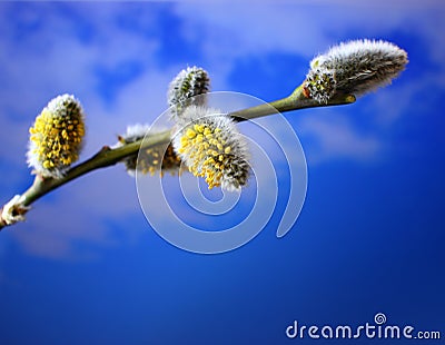 Spring willow, branch with buds on a celestial background Stock Photo