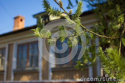 Spring willow branch in the foreground in focus. rear vintage wooden building Stock Photo